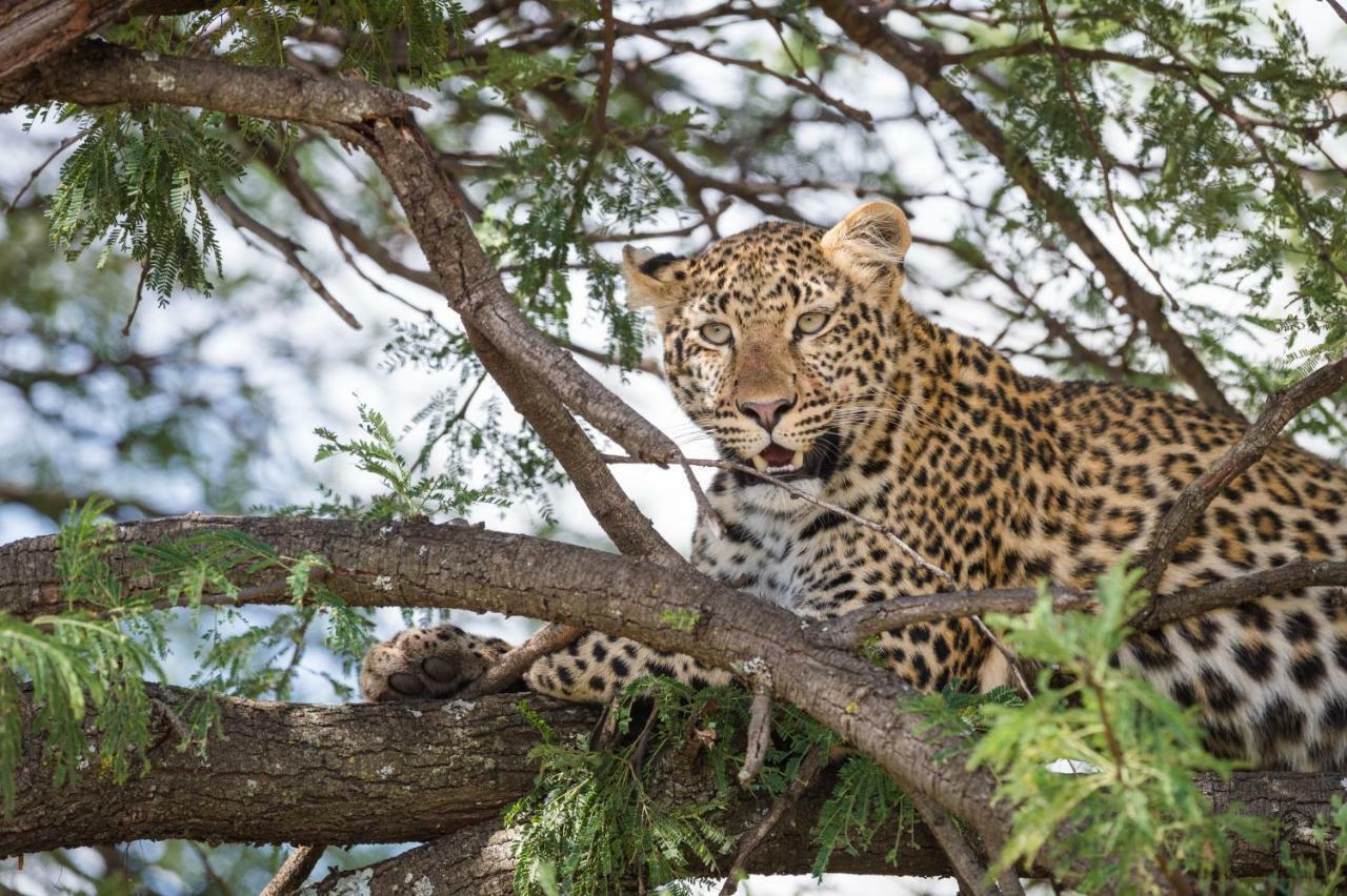 سيرينغيتي Taasa Lodge المظهر الخارجي الصورة